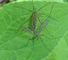 Tipula varipennis